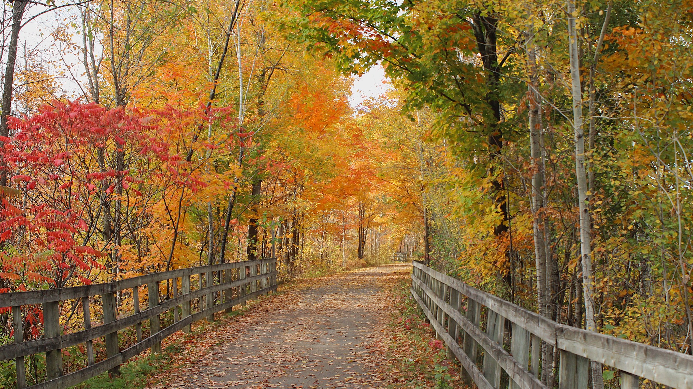 Sentier bordé d'arbres colorés au Québec en automne